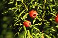 Taxus brevifolia